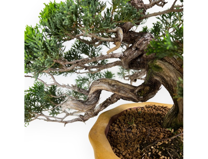 Juniperus chinensis - Genévrier - 38 cm