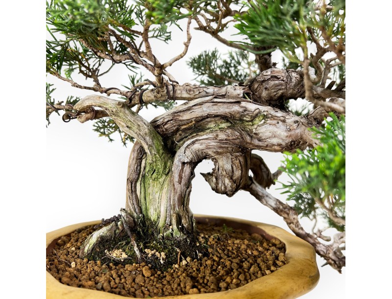 Juniperus chinensis - Juniper - 38 cm