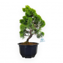 Juniperus chinensis - Juniper - 36 cm