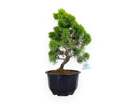 Juniperus chinensis - Genévrier - 36 cm