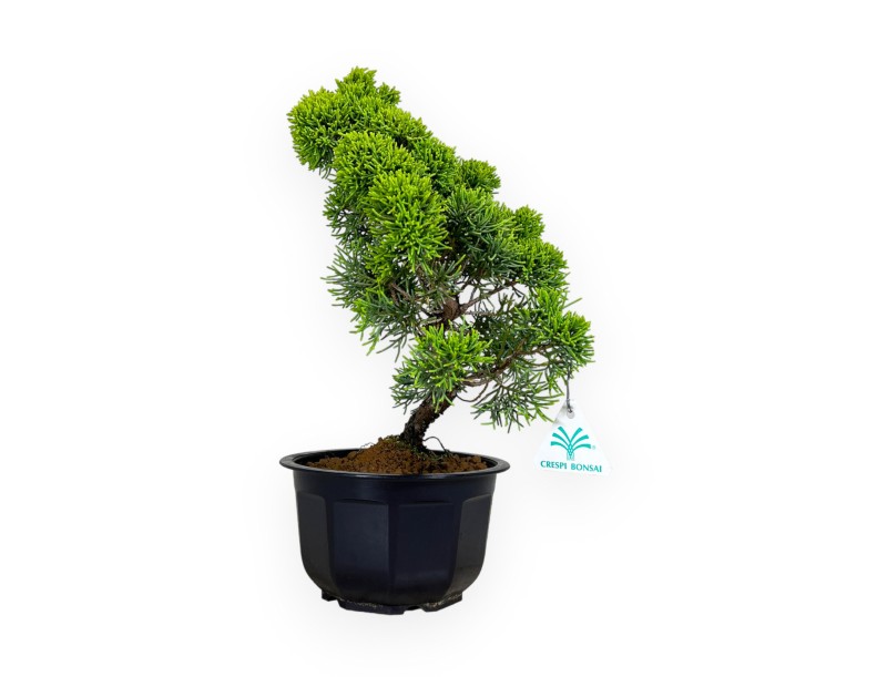 Juniperus chinensis - Ginepro - 36 cm