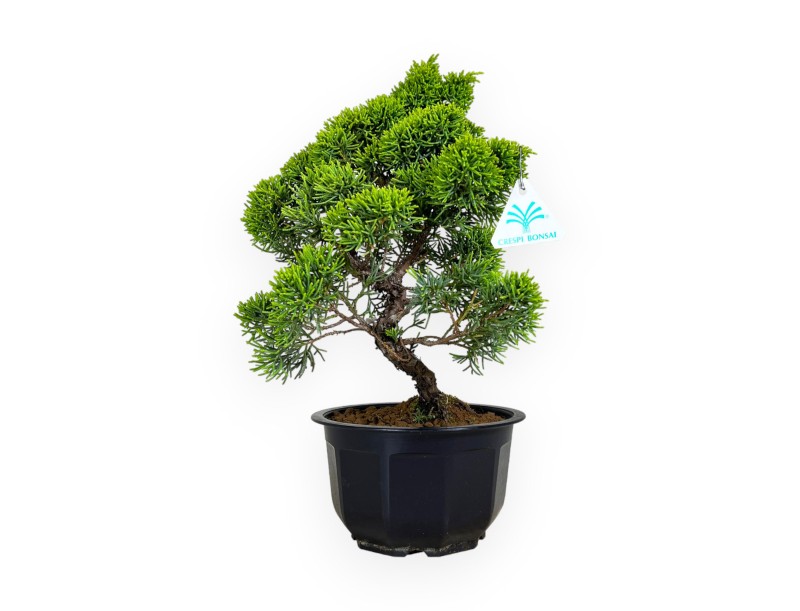 Juniperus chinensis - Juniper - 36 cm