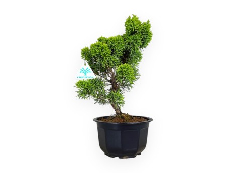 Juniperus chinensis - Ginepro - 36 cm