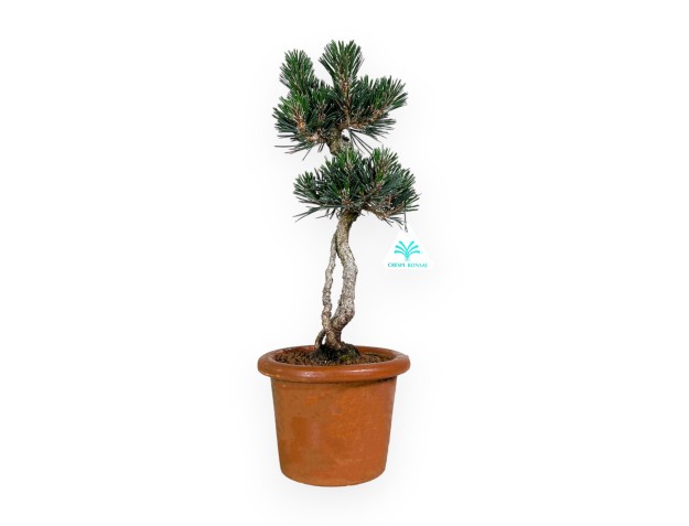 Pinus thunbergii Kotobuki - Black pine - 39 cm 2