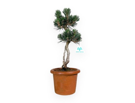 Pinus thunbergii Kotobuki - Pino nero - 39 cm