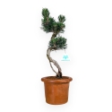 Pinus thunbergii Kotobuki - Pin noir - 39 cm
