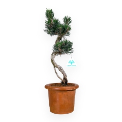 Pinus thunbergii Kotobuki - Black pine - 39 cm
