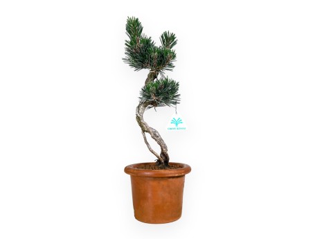 Pinus thunbergii Kotobuki - Pino nero - 39 cm