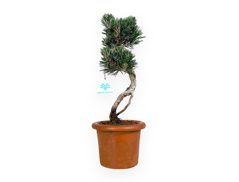 Pinus thunbergii Kotobuki - Black pine - 39 cm