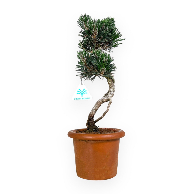 Pinus thunbergii Kotobuki - Pino nero - 39 cm