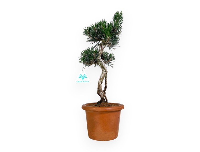 Pinus thunbergii Kotobuki - Pin noir - 39 cm