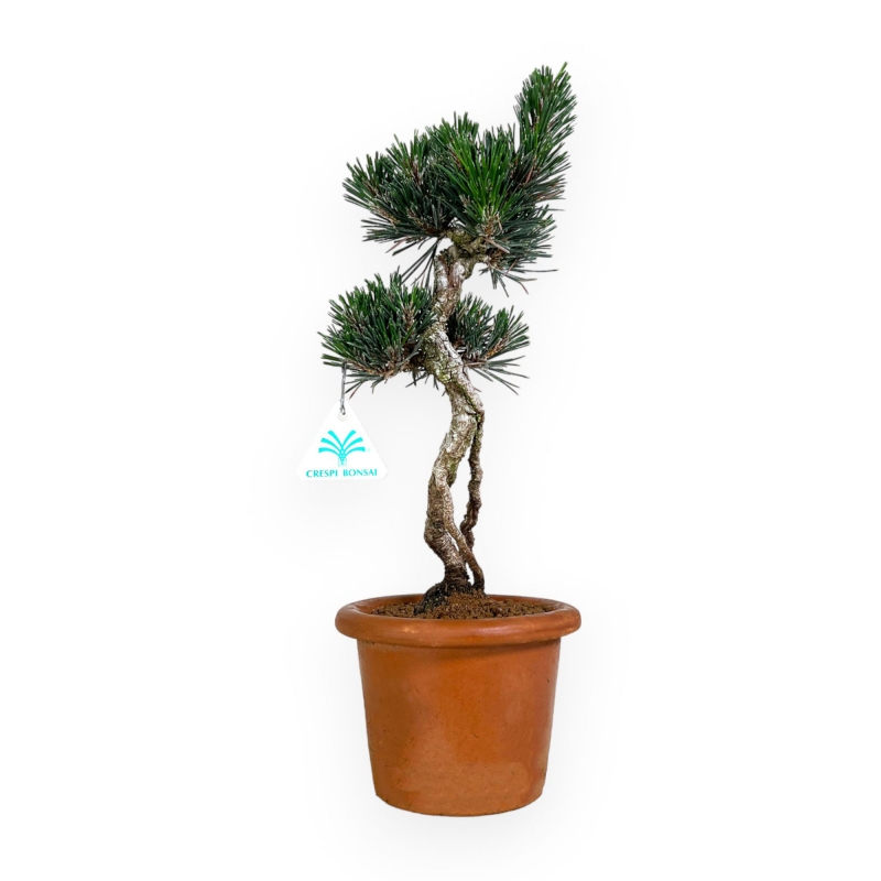 Pinus thunbergii Kotobuki - Pino nero - 39 cm