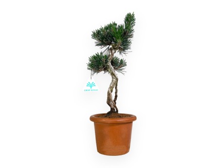 Pinus thunbergii Kotobuki - Pin noir - 39 cm