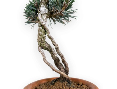 Pinus thunbergii Kotobuki - Pino nero - 39 cm