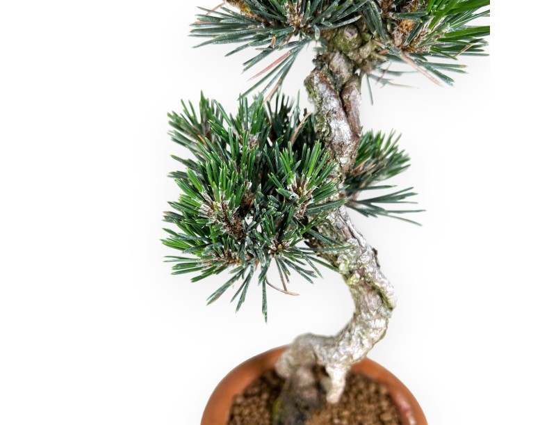 Pinus thunbergii Kotobuki - Black pine - 39 cm