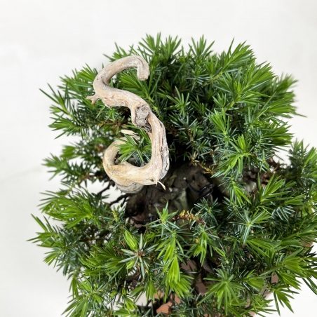 Junipers rigida - Ginepro - 27 cm