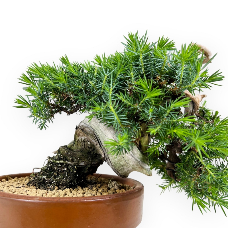 Juniperus rigida - Genévrier - 27 cm