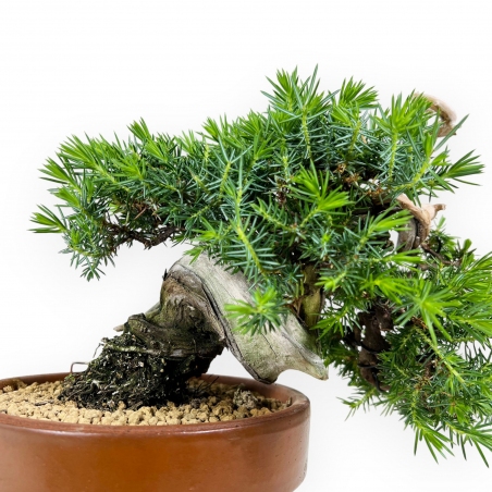 Junipers rigida - Ginepro - 27 cm