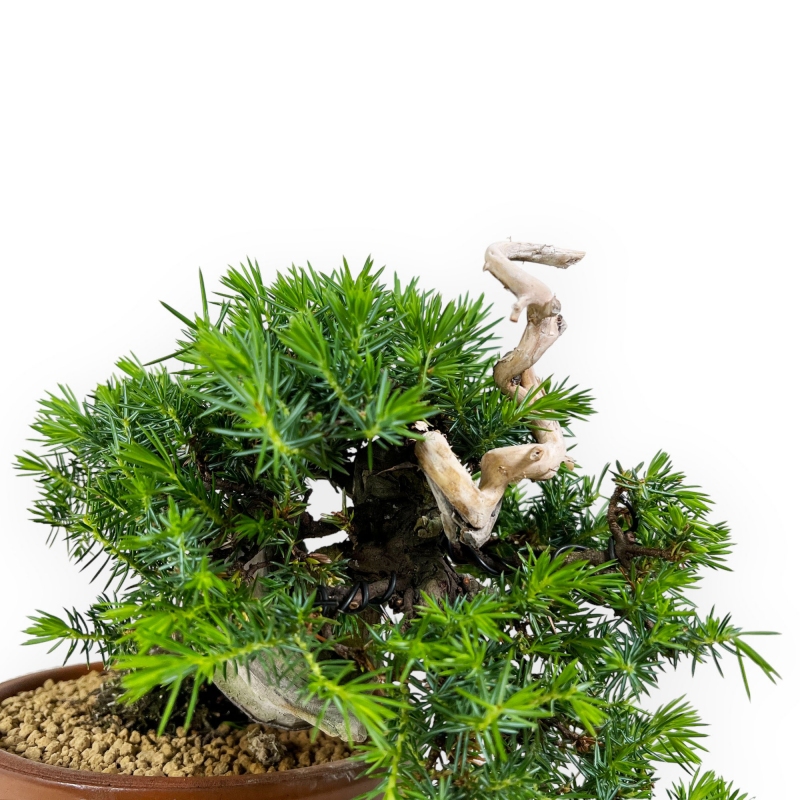 Juniperus rigida - Genévrier - 27 cm