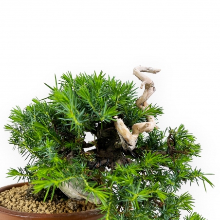 Junipers rigida - Ginepro - 27 cm