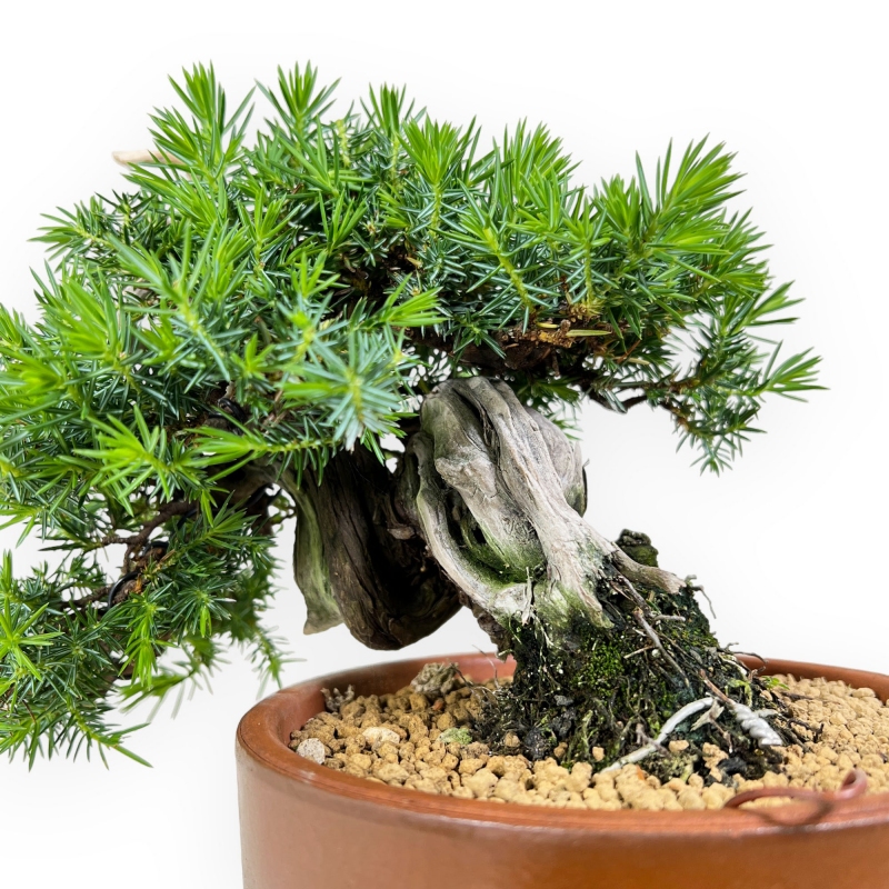 Juniperus rigida - Genévrier - 27 cm
