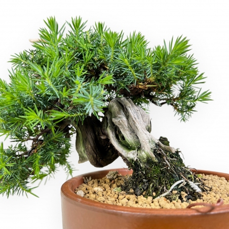 Juniperus rigida - Genévrier - 27 cm