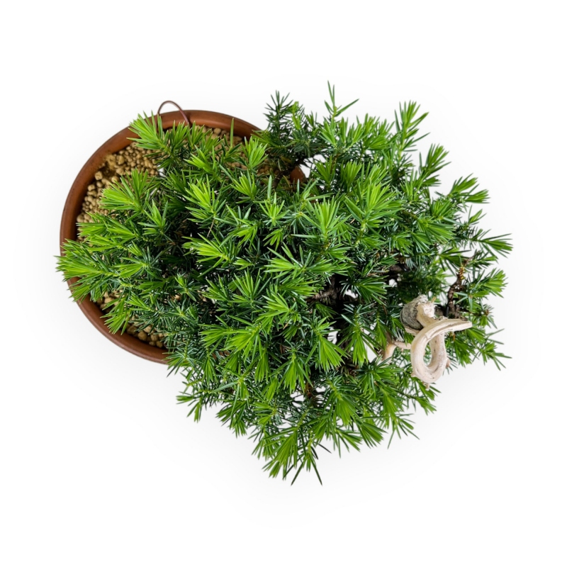 Juniperus rigida - Genévrier - 27 cm