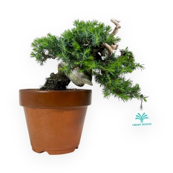 Juniperus rigida - Juniper - 27 cm