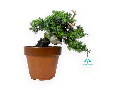 Junipers rigida - Ginepro - 27 cm