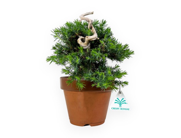 Juniperus rigida - Genévrier - 27 cm 2