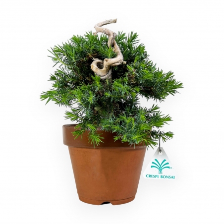 Junipers rigida - Ginepro - 27 cm