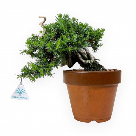 Junipers rigida - Ginepro - 27 cm