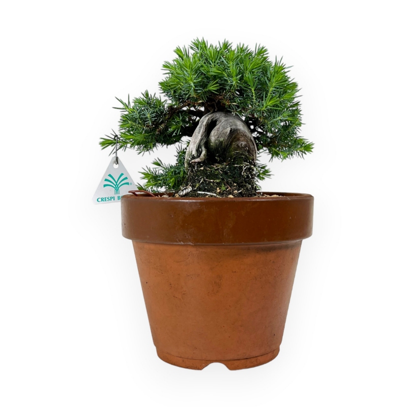 Juniperus rigida - Genévrier - 27 cm