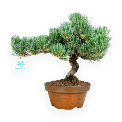 Pinus pentaphylla - Pin à cinq aiguilles - 29 cm