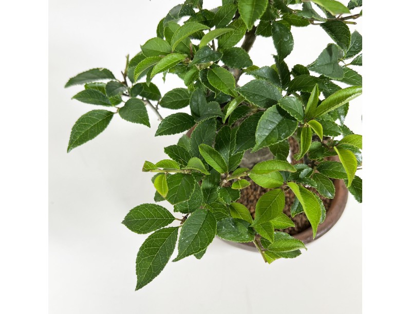 Ilex serrata - Holly - 24 cm