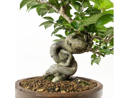 Ilex serrata - Holly - 24 cm