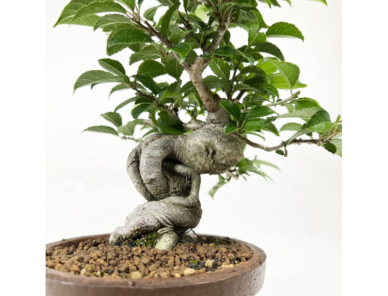 Ilex - 24 cm