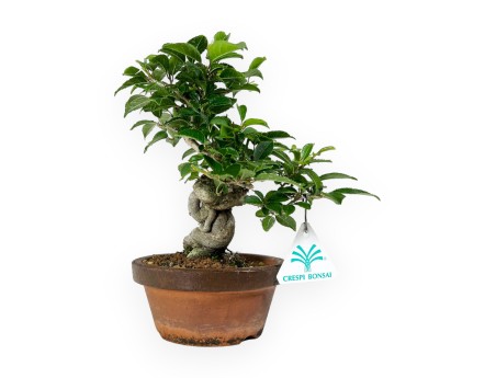 Ilex serrata - Houx - 24 cm