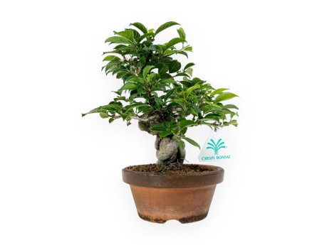 Ilex - 24 cm