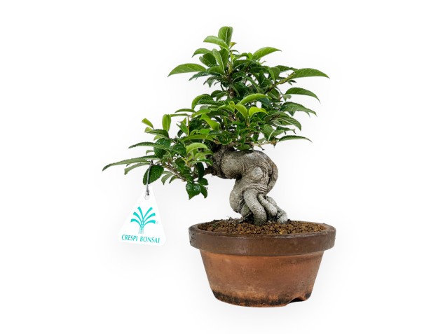 Ilex serrata - Holly - 24 cm 2