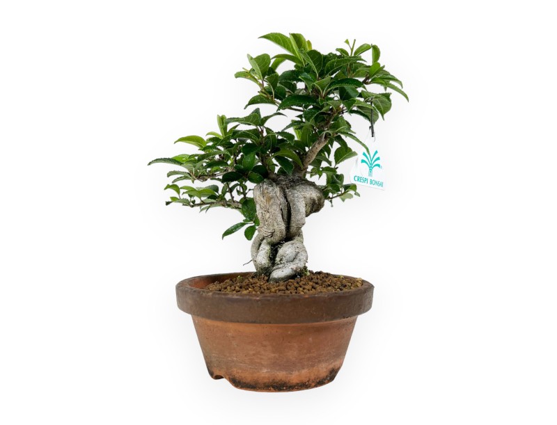 Ilex - 24 cm
