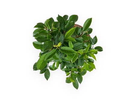 Ilex serrata - Houx - 24 cm