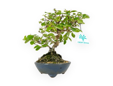 Lonicera - 19 cm