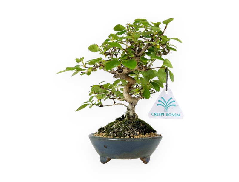 Lonicera - 19 cm