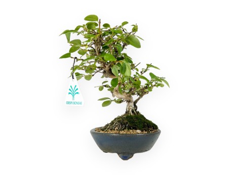 Honeysuckle - 19 cm