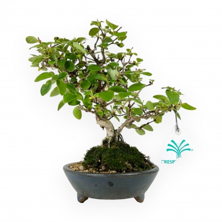 Honeysuckle - 19 cm