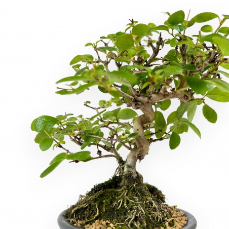 Geißblatt – 19 cm