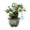 Chaenomeles Chojubai - 18 cm
