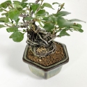 Chaenomeles chochubai - 18 cm