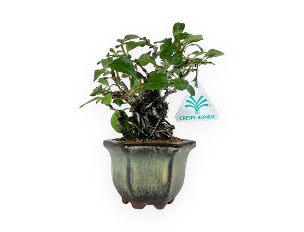 Chaenomeles Chojubai - 18 cm 2